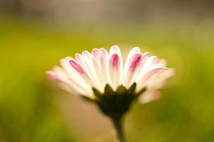 tusensköna med massor av bokeh på en äng. ljus ur fokus på blomman. foto