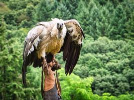 griffon gam på falconer's handske redo att flyga i närbild. kolossal stor fågel foto
