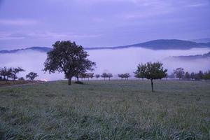 träd på en äng med dimma på morgontimmarna med lila ljus humör. foto