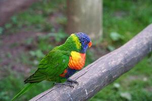 lorikeet även kallad lori för kort, är papegojliknande fåglar i färgglad fjäderdräkt. foto