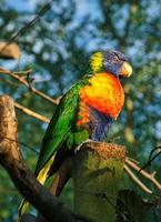 lorikeet även kallad lori för kort, är papegojliknande fåglar i färgglad fjäderdräkt. foto