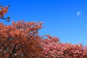 vackra våren vilda himalaya glada blommande blommar på träd med solljus flare eller läcka och klarblå himmel bakgrund på park trädgård tokyo, japan. rosa sakura blomma buskar med kopia utrymme. foto