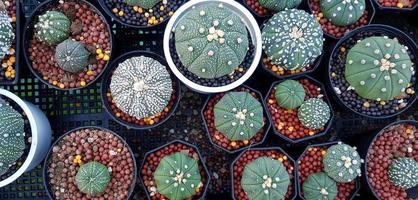 ovanifrån av många gröna kaktusar med grus i svart och vit blomkruka på korgen. platt läggning av naturlig växt och tillväxtkoncept foto