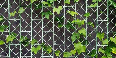 grön kalebassranka eller krypande växttillväxt på det rostfria staketet med väggbakgrund. träd växer på stål linje mönster. foto