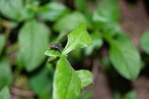 löv av vilda växter angripna av flugor foto