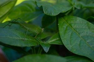 gröna blad med gröna gräshoppor uppflugna på dem. foto