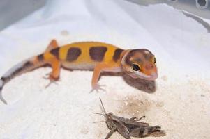 närbild av leopard gecko gecko. leopardgecko är en typ av gecko som finns i Pakistan, Indien och Iran foto