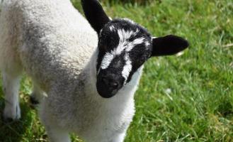 vackert svart och vitt spräckligt ansikte lamm på ett fält foto