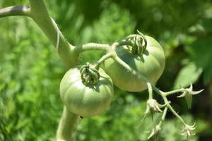 gröna tomater som växer i en gårdsträdgård foto