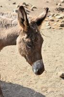 sött ansikte tannish brown burro på aruba foto