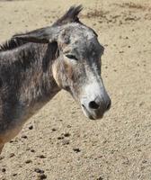 vild burro med öronen tillbaka i ilska foto