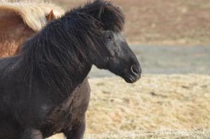 svart isländsk häst på ett fält foto