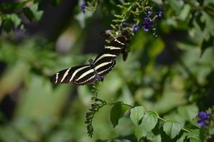 delikat svart och vit zebra fjäril på våren foto
