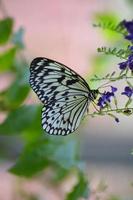 vita träd nymf polinerande lila blommor foto