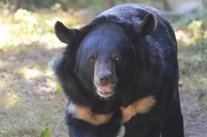 vackert ansikte av en malaysisk solbjörn foto