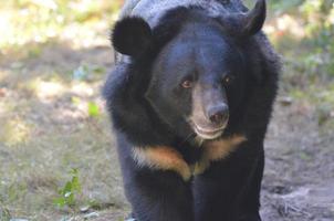 vackert ansikte av en svart solbjörn som går längs foto