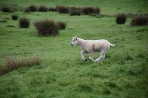 sött lamm springer längs på myrarna i england foto