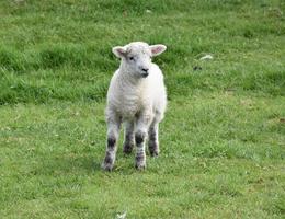 vackert fluffigt vitt lamm på en gård i england foto