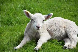 slumrande lamm på våren vilar på ett fält foto