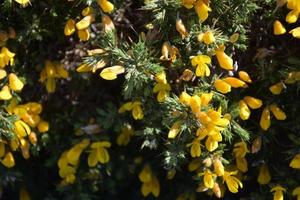 vacker blommande gul gorse buske som blommar på en vårdag foto