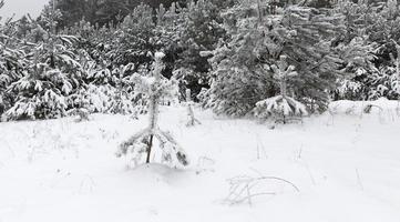 skogslandskap på vintern foto