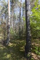 skog, höst, närbild foto