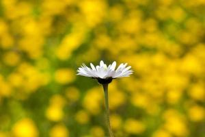 tusensköna blomma, närbild foto