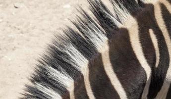 zebra hals, närbild foto