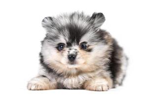 pomeranian spitz valp isolerade foto