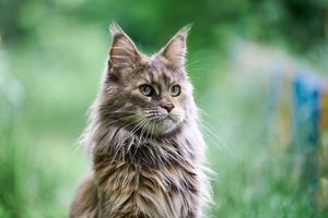 maine coon katt porträtt i trädgården foto