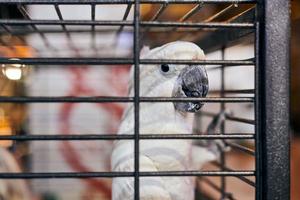 söt vit cacatua kakadua papegoja i bur i café interiör bakgrund, rolig tamfågel foto