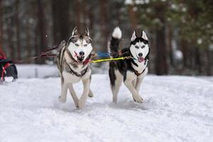 slädhundkapplöpning. husky slädhundar team i sele köra och dra hundförare. Vintersportmästerskapstävling. foto