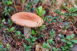 russula svamp i skogen. liten matsvamp. ätbar välsmakande svamp. foto