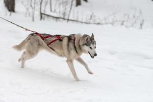 slädhundkapplöpning. husky slädhundar team i sele köra och dra hundförare. Vintersportmästerskapstävling. foto