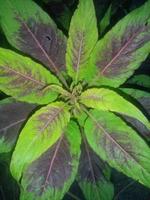 amaranthus tricolor, tapeter, vacker natur foto