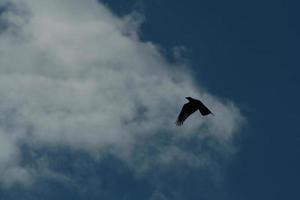 flygande fågel och den blå himlen foto