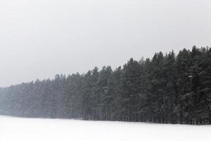 vinterlandskap, skog foto