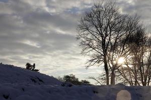 träd under snö foto