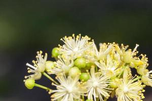 blommande lindar foto