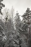 snö på vintern foto