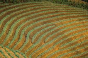 terrasserade risfält under skördesäsongen, populärt resmål. foto
