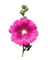 stockros eller althaea rosea eller alcea rosea blomma. närbild rosa blombukett på stjälk isolerad på vit bakgrund. foto