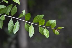 örtgrön henna gren eller blad mehendi pata med suddig bakgrund foto
