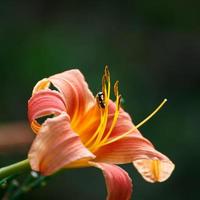 närbild bi samla pollen från lilja blomma foto