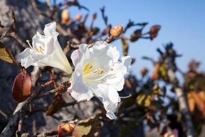 blomma av rhododendron ludwigianum tusen år gammal vit ros vid doi luang chiang dao i chiang mai, thailand foto