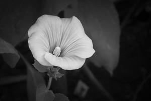 vit blomma framför svart bakgrund foto