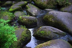 en bergsflod med enorma stenar med grön mossa. vild skog av taiga. foto