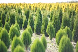 rader av unga barrträd i växthus med många växter på plantage foto