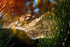 suddigt guld spindelnät med vattendroppe på höstmorgon bakgrund med solljus flare foto