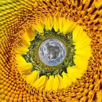 blå sfär liten planet inuti gula blommor solros rund ram bakgrund foto